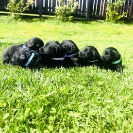 Labradoodle