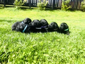Labradoodle