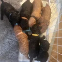 Cockapoo