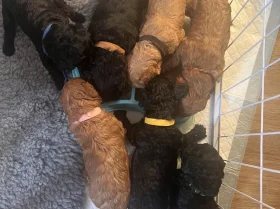 Cockapoo