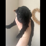 Cockapoo