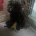 Cockapoo