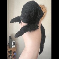 Cockapoo
