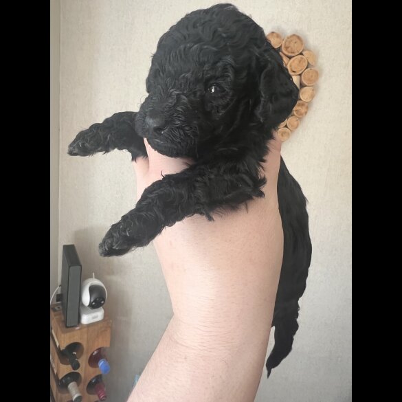 Cockapoo