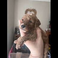 Cockapoo