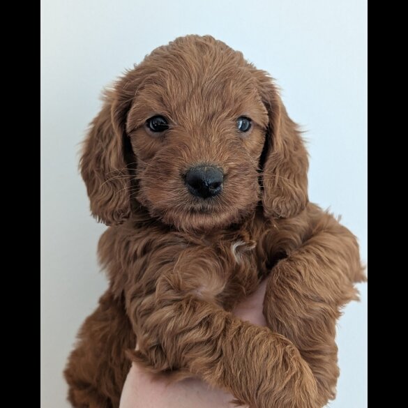 Labradoodle