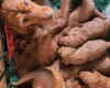 Labradoodle