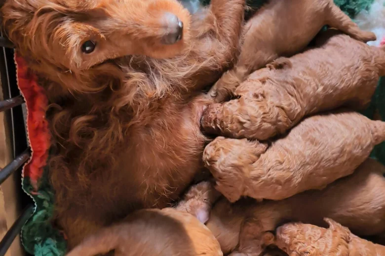 Labradoodle