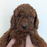 Labradoodle