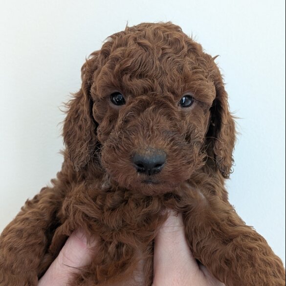Labradoodle