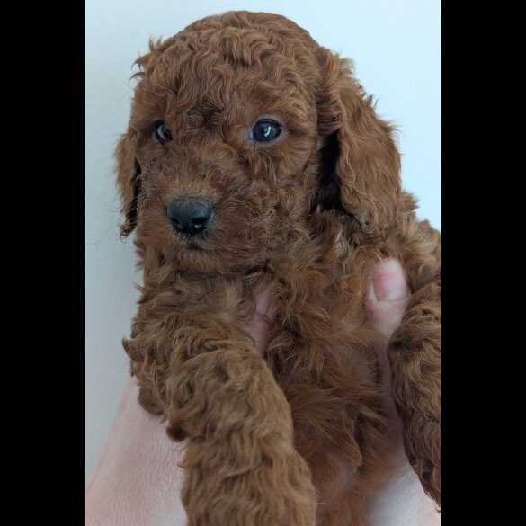 Labradoodle