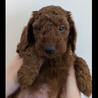 Labradoodle