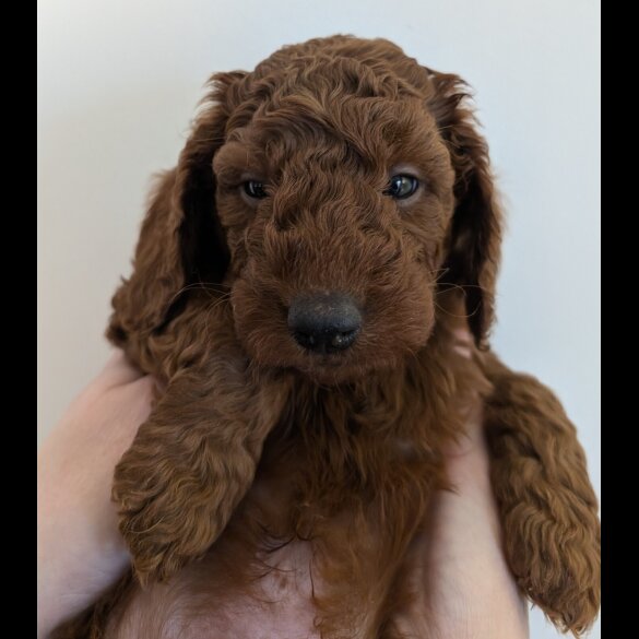 Labradoodle
