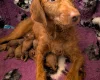 Labradoodle