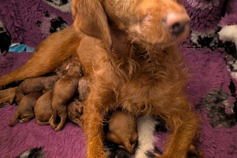 Labradoodle