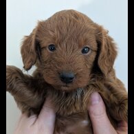 Labradoodle