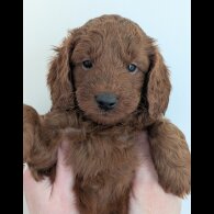Labradoodle