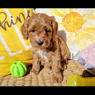 Cavapoo