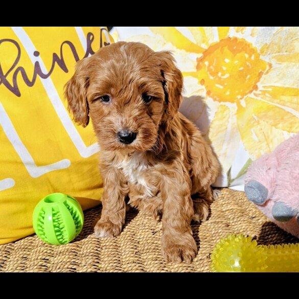Cavapoo