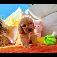 Cavapoo