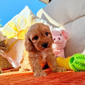 Cavapoo