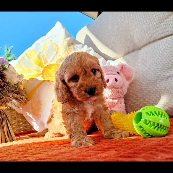 Cavapoo