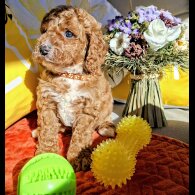 Cavapoo