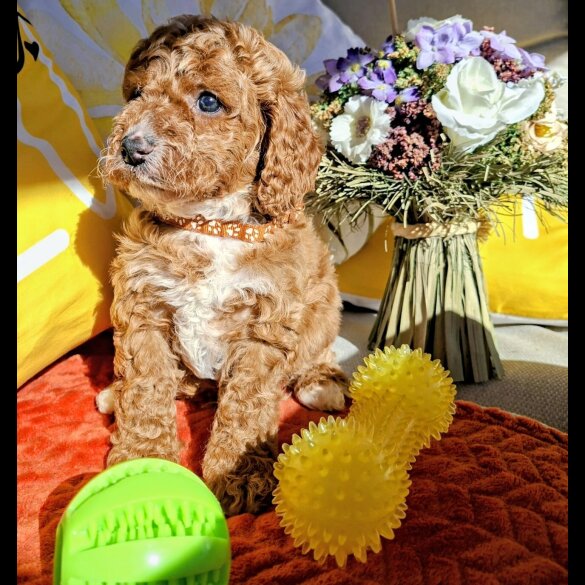 Cavapoo