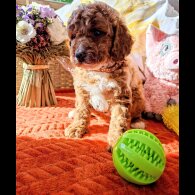 Cavapoo
