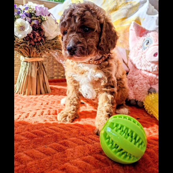 Cavapoo