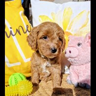 Cavapoo