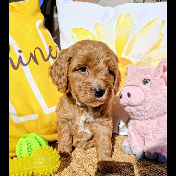 Cavapoo