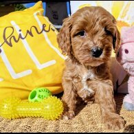 Cavapoo