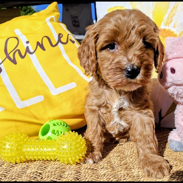 Cavapoo