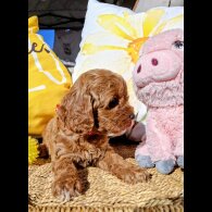 Cavapoo