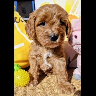 Cavapoo