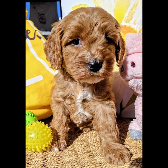 Cavapoo