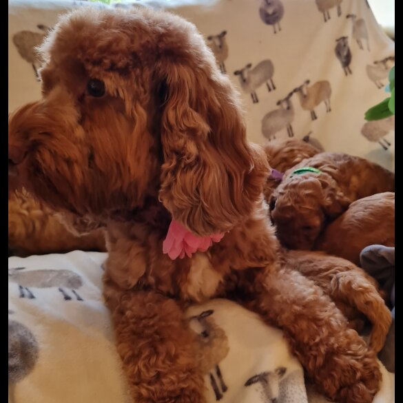 Cavapoo