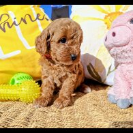 Cavapoo