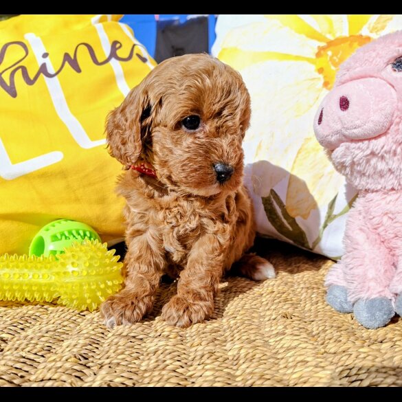 Cavapoo