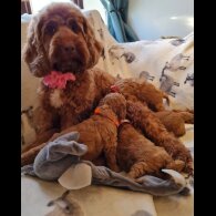 Cavapoo