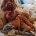 Cavapoo