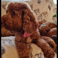 Cavapoo