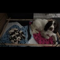 English Springer Spaniel