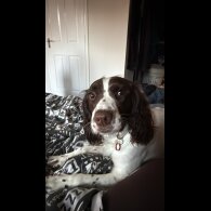 English Springer Spaniel