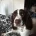 English Springer Spaniel
