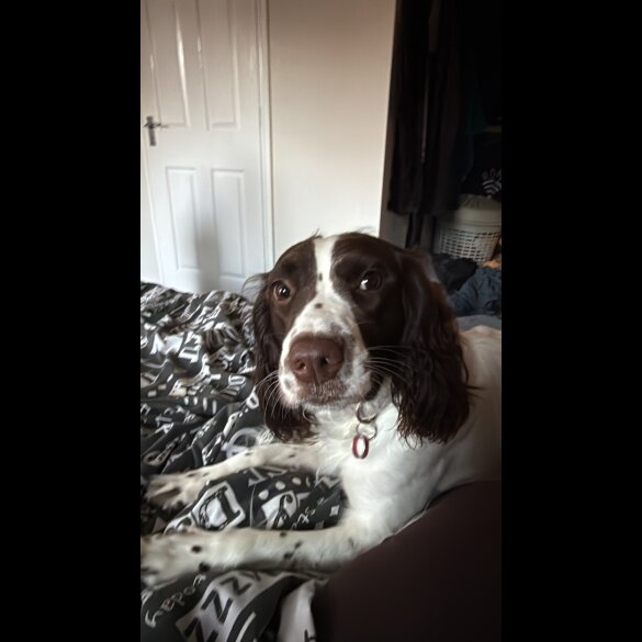 English Springer Spaniel