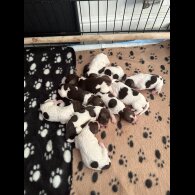 English Springer Spaniel
