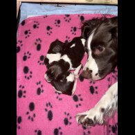 English Springer Spaniel