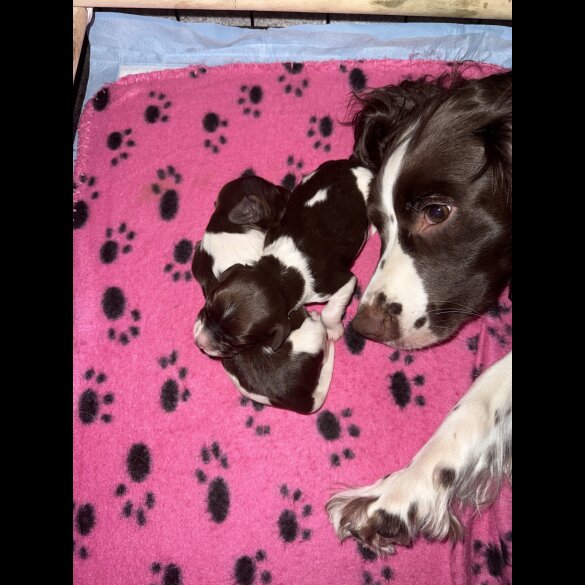 English Springer Spaniel